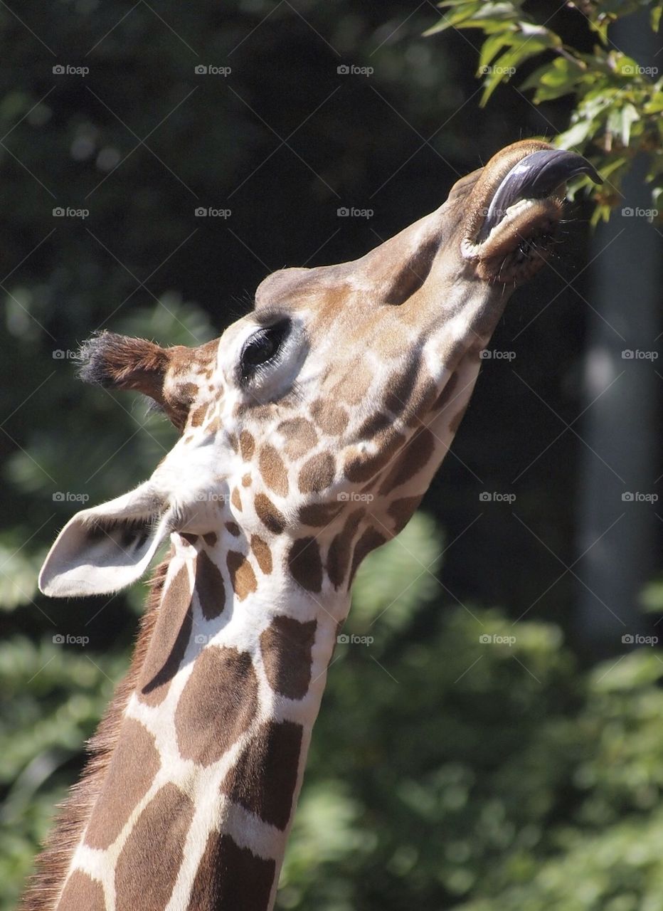 Giraffe :-P