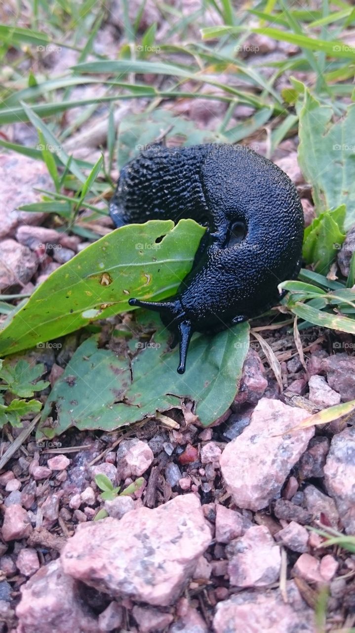 S(nail)ing (it). In the garden, there is life