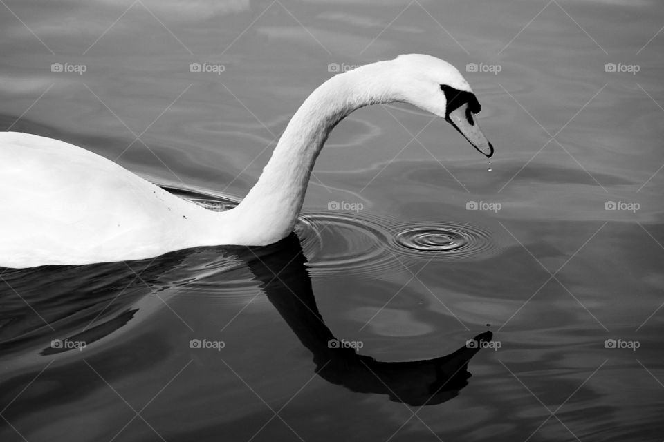Graceful Swan B&W, Hyde Park, London U.K.