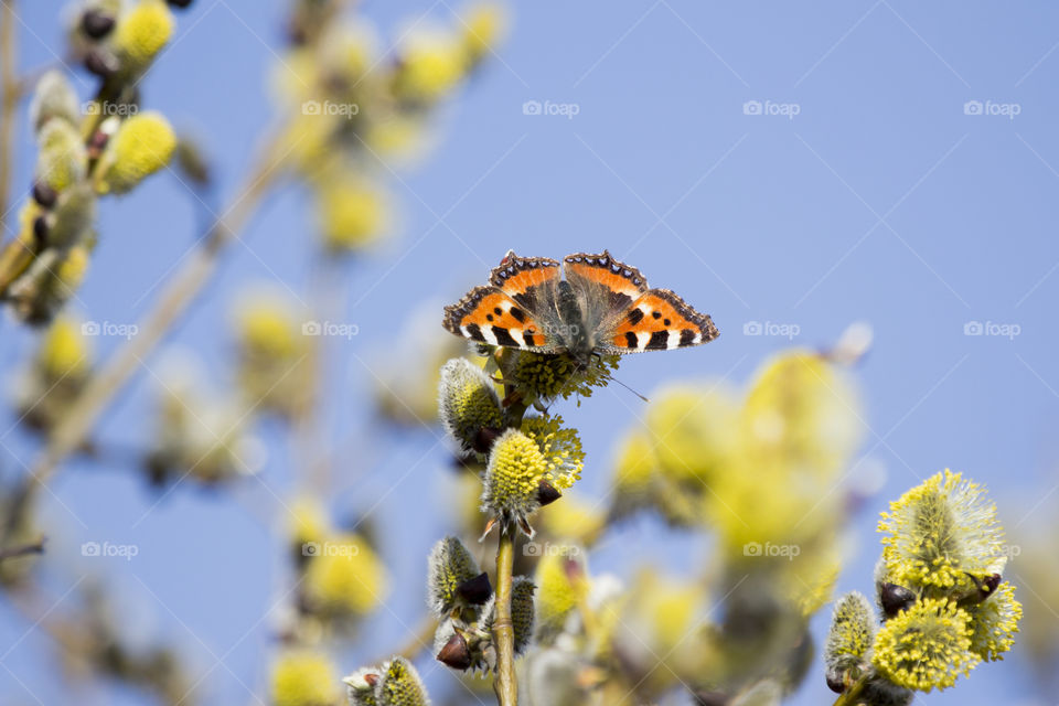 Orange butterfly collecting nectar pollen willow tree.
Nässelfjäril samlar pollen nektar träd