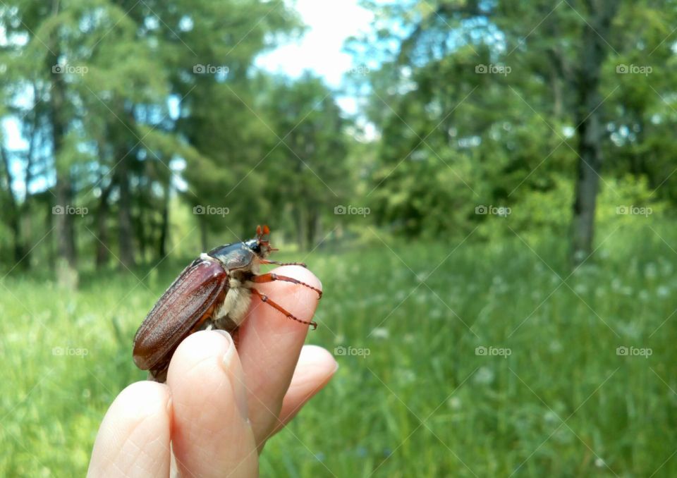 Chafer in hand in the green park