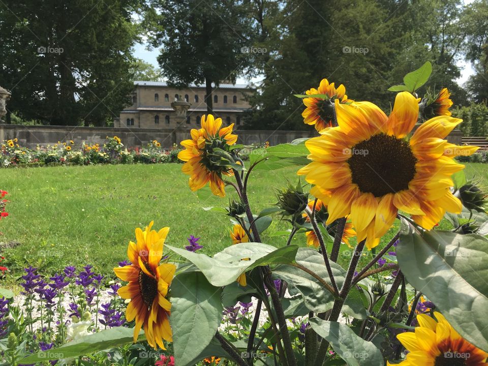 Sun flowers in the palace gardens