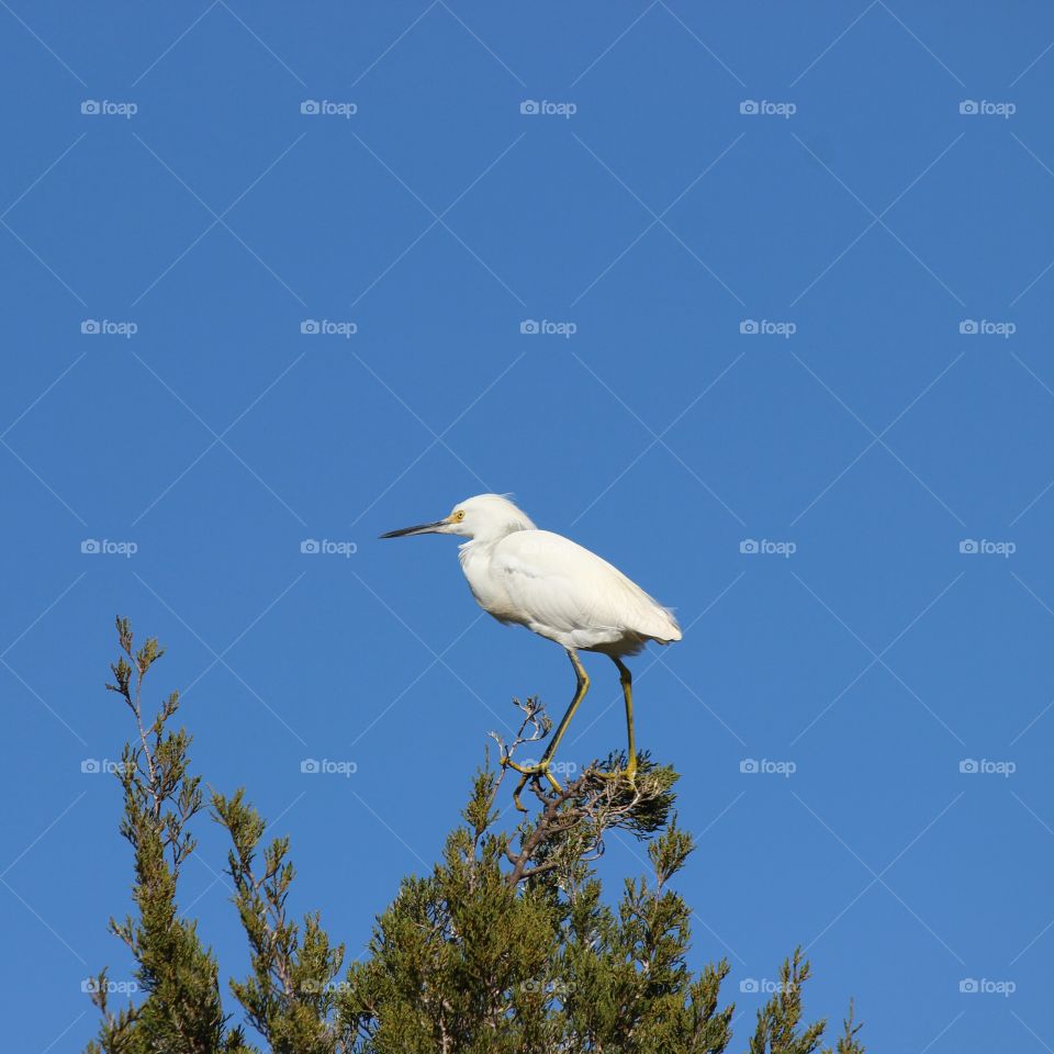 Snowy Egret perched high in a tree on a beautiful sunny day in Florida