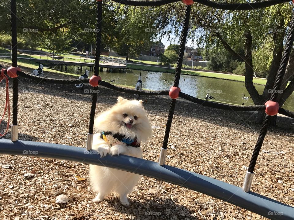 View of the cute Pom at the Duck Park Mentone Melbourne Australia 