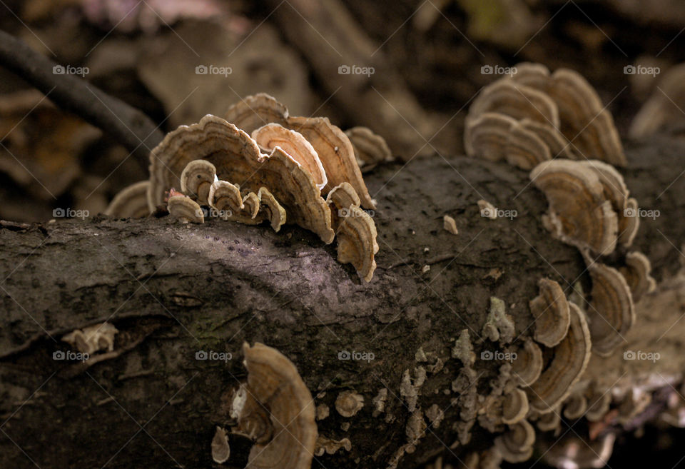 wood mushrooms, close up