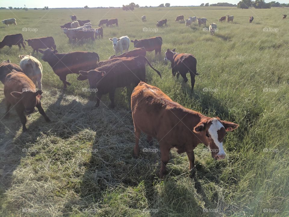 playful herd