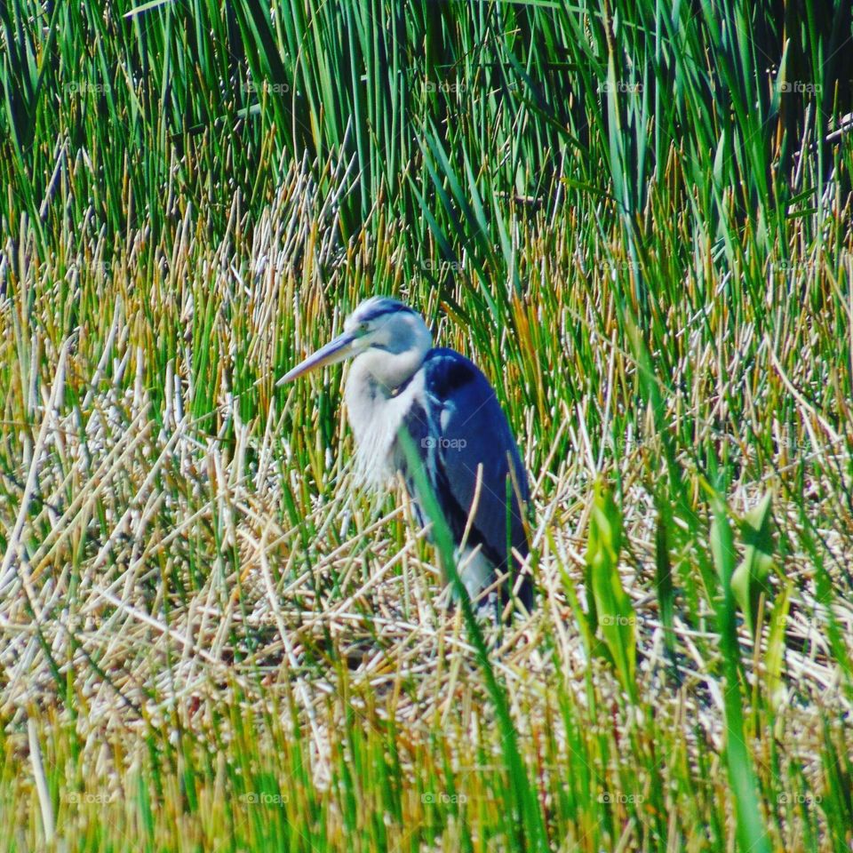 Heron