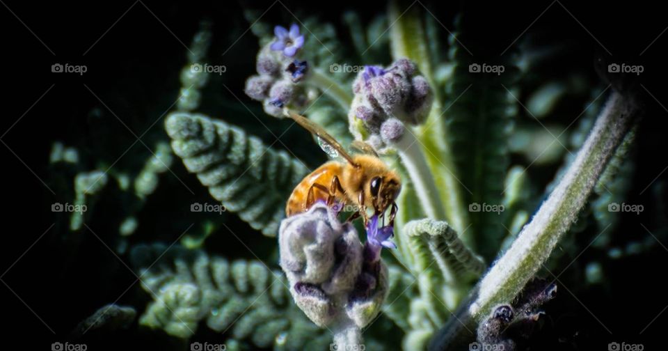 Bee on desert flower