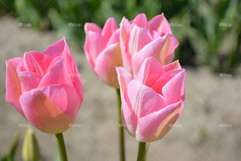 Pink tulips 