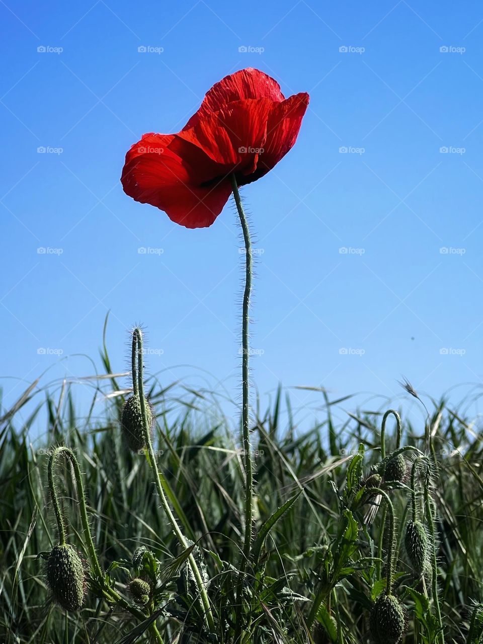 Poppyseed flowers