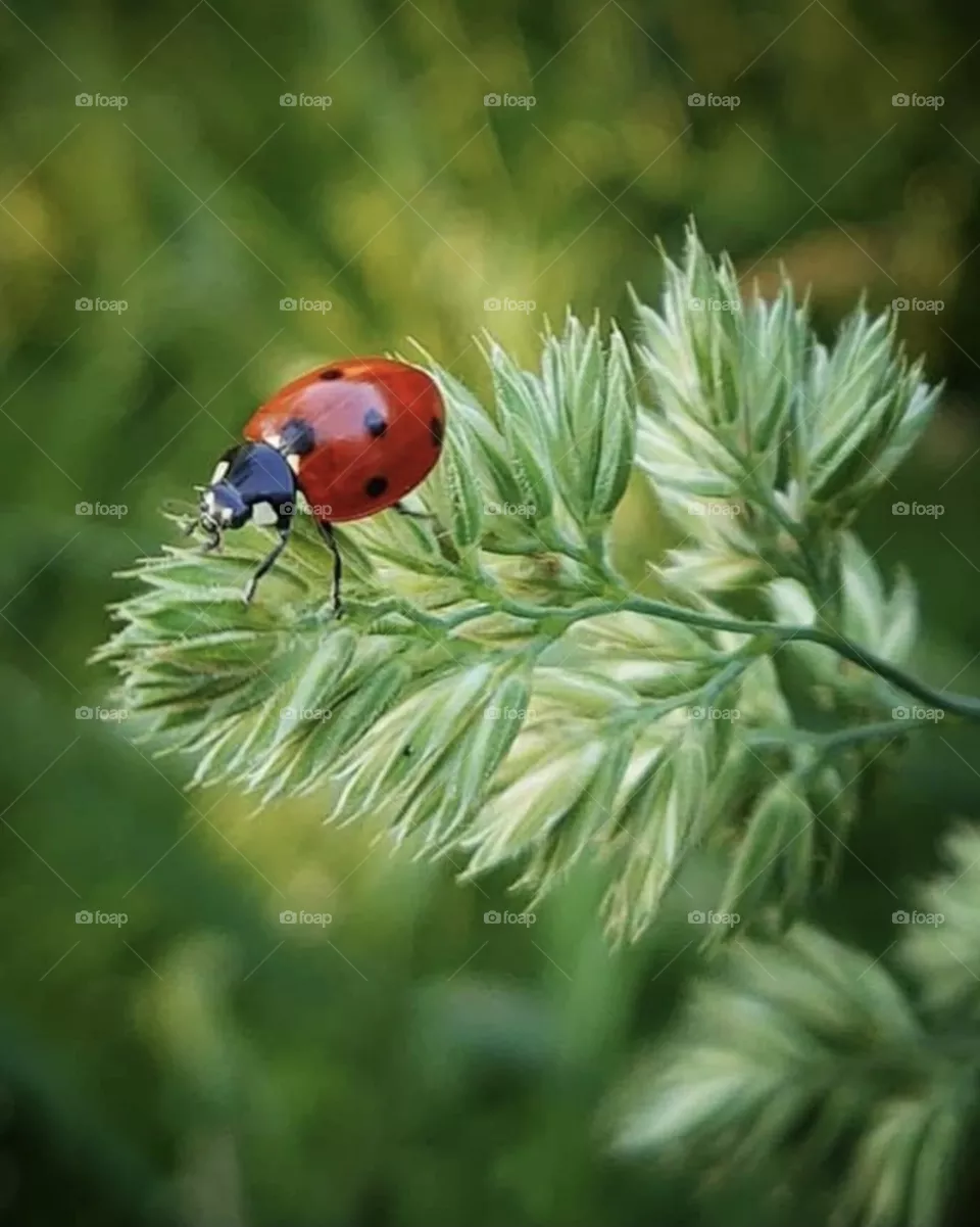 Color harmony and beauty