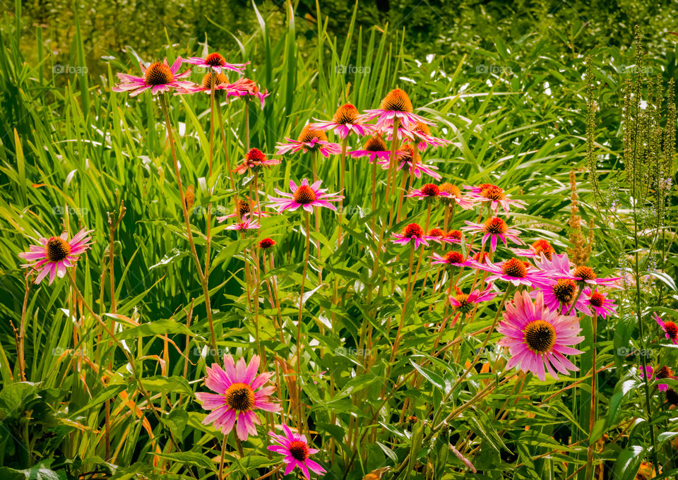 Beautiful flowers surrounded by grass. Loved this beautiful scenery. 