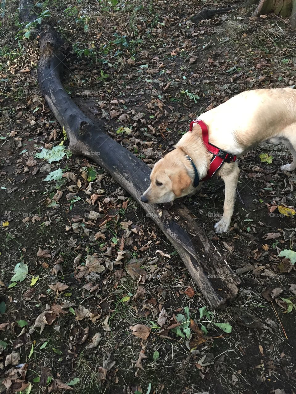 Dog not phased by the size of log