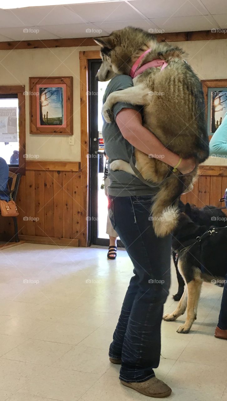 German Shepherd doesn't want to go to the vet. 