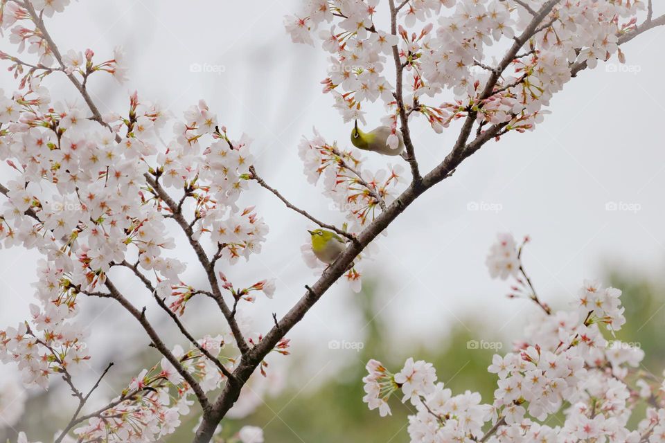 樱花和绣眼鸟