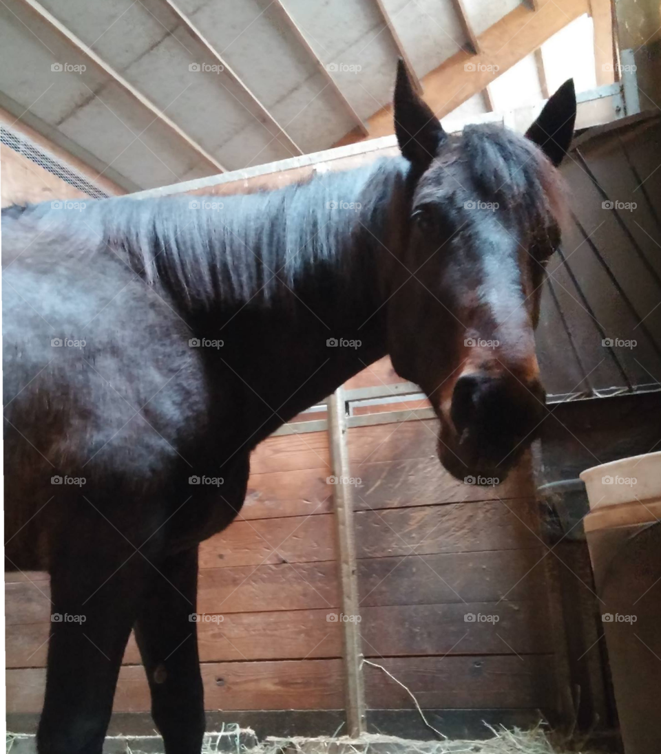 A close up of a beautiful horse at the farm.