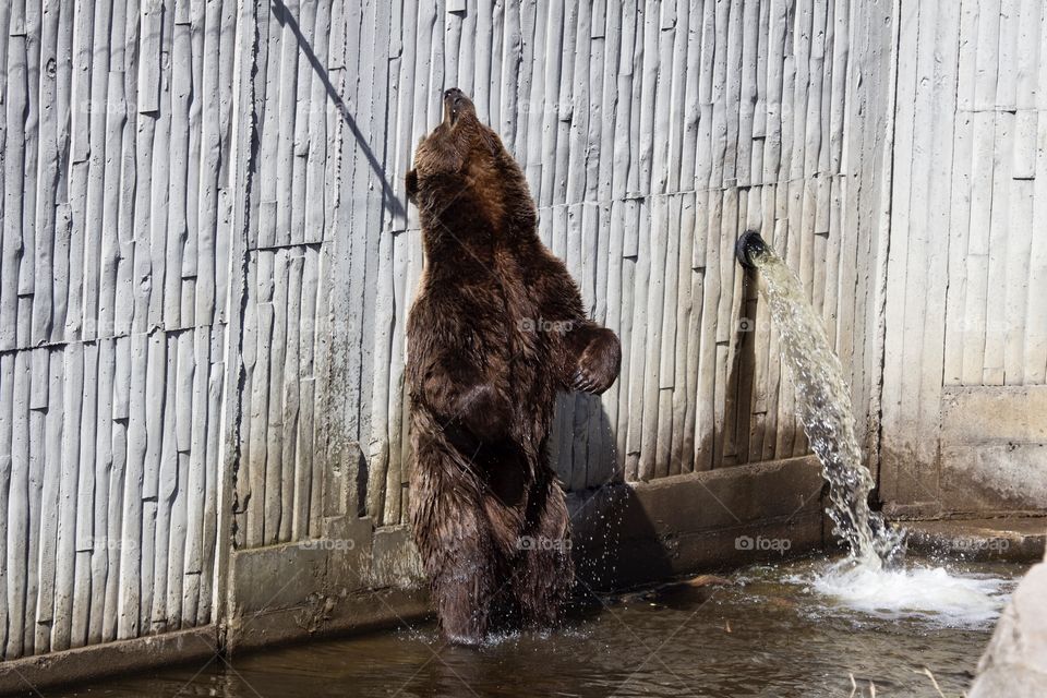 Happy bear standing in the water and enjoying life in the sun - glad björn står i vattnet och njuter av livet i solen 