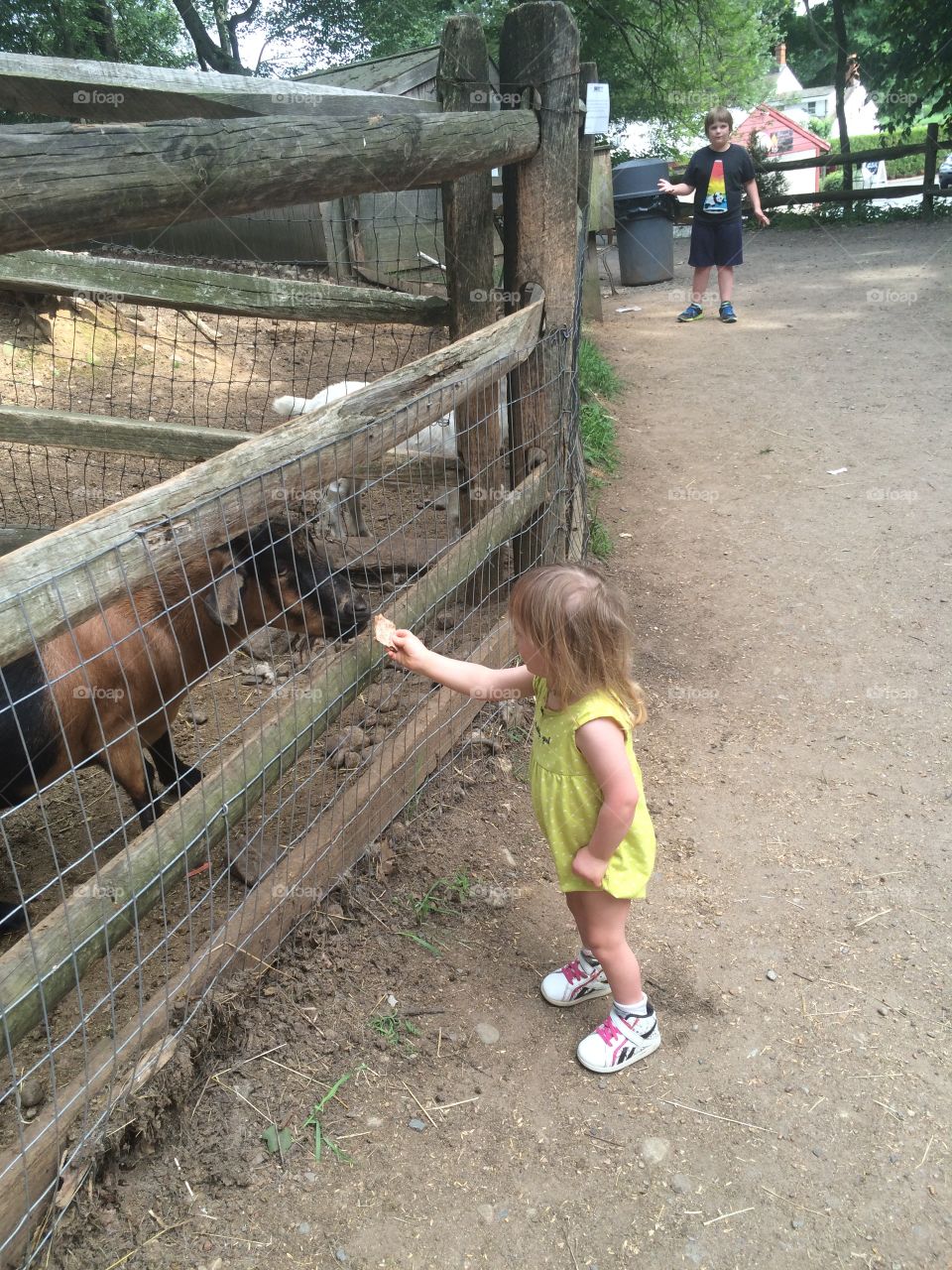 Down syndrome, farm , goat