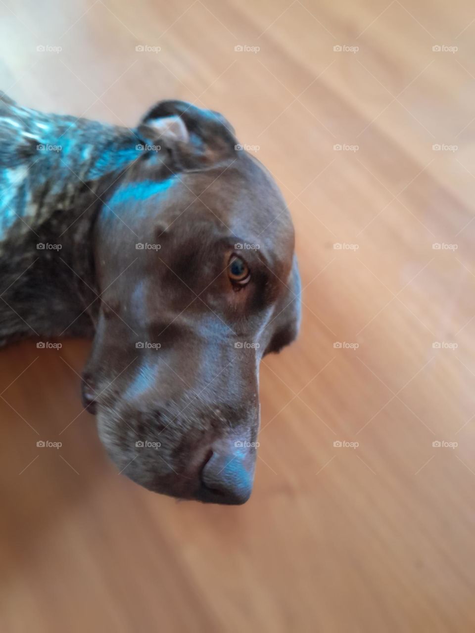 the curiosity of a dog's eyes makes us wonder what is really going on inside their doggy heads.