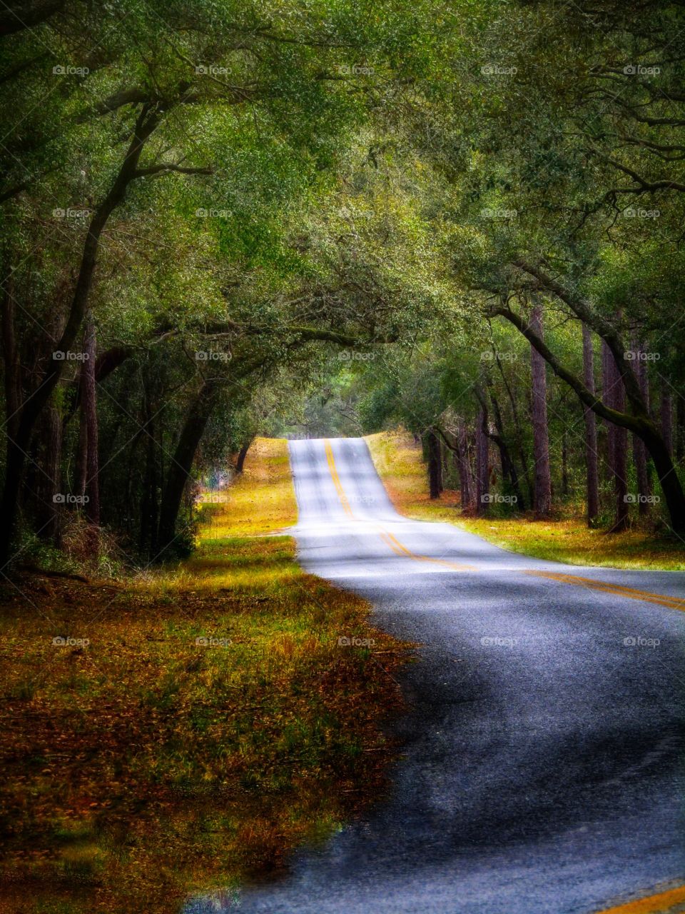 Country Canopy