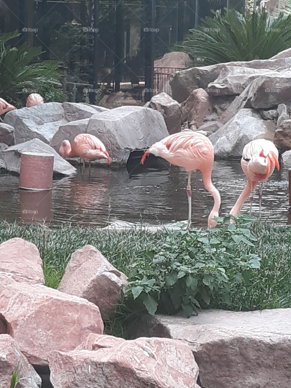 Real pretty Flamingos at Flamingo casino Las Vegas NV