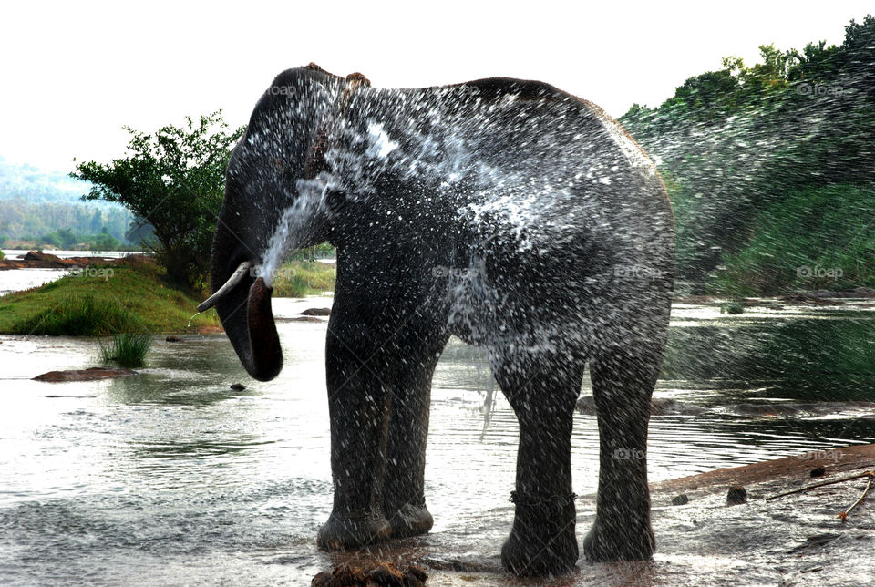 the giant bathing time