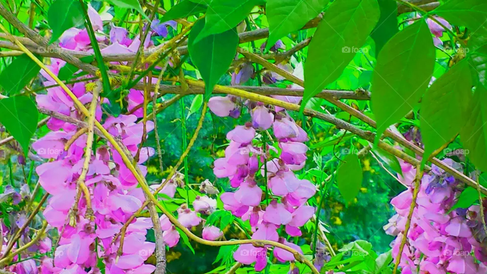 "Wisteria"
