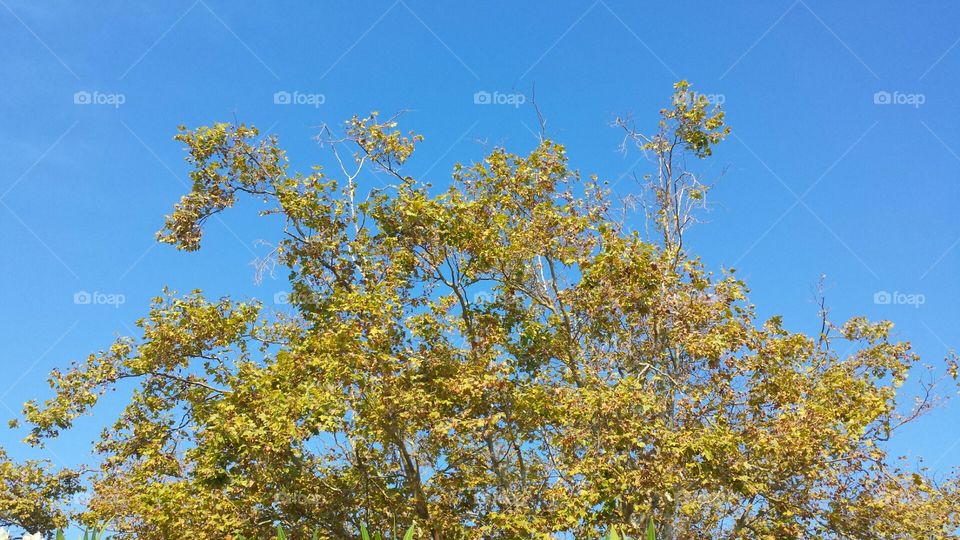 fall leaves. fall color tree against the sky