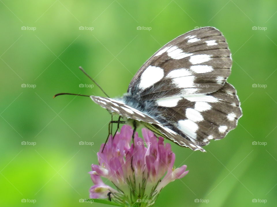 butterfly flower green