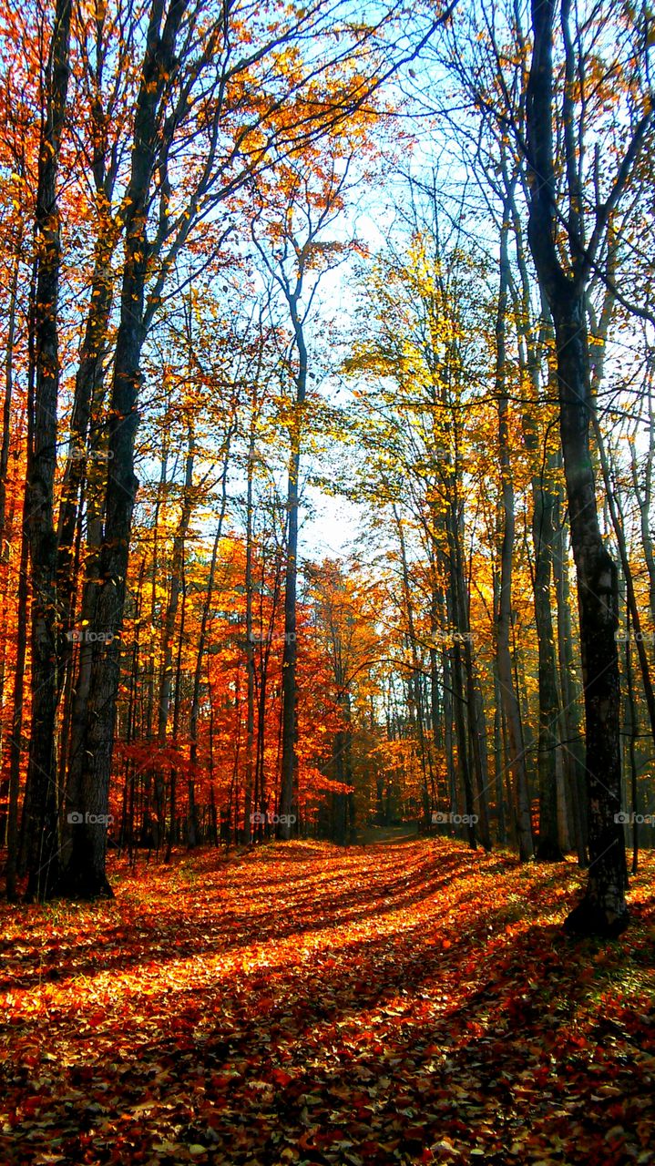 Fall, Leaf, Wood, Tree, Landscape