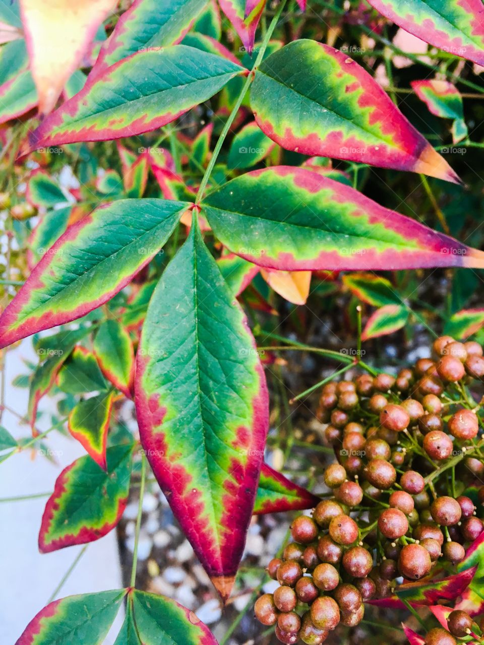 Fall leaves