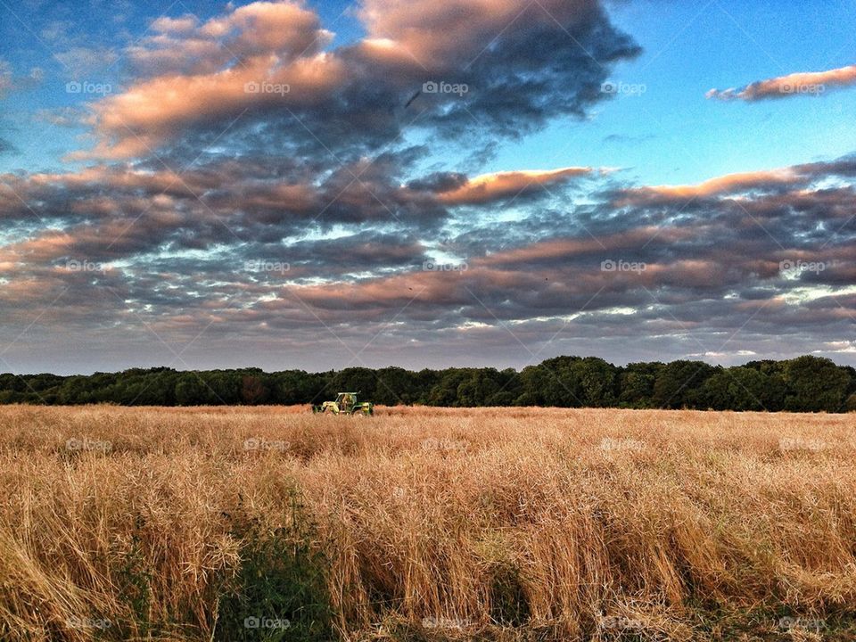 Sunset in the fields