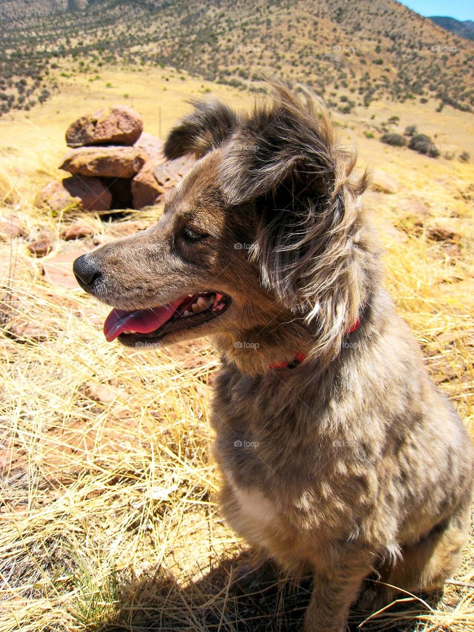 Desert dog