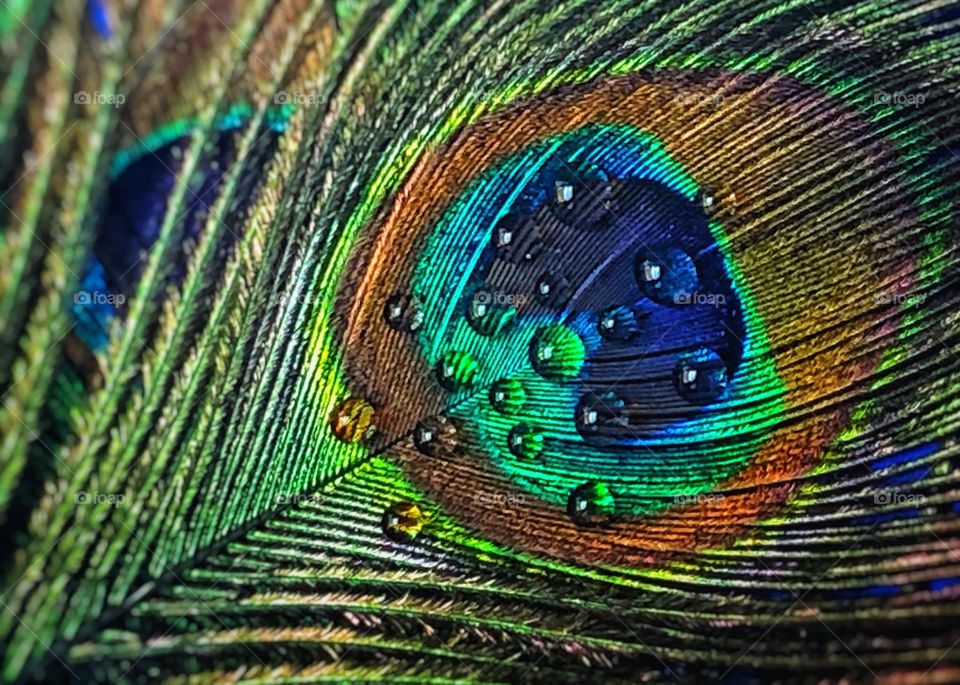 Peacock Feather