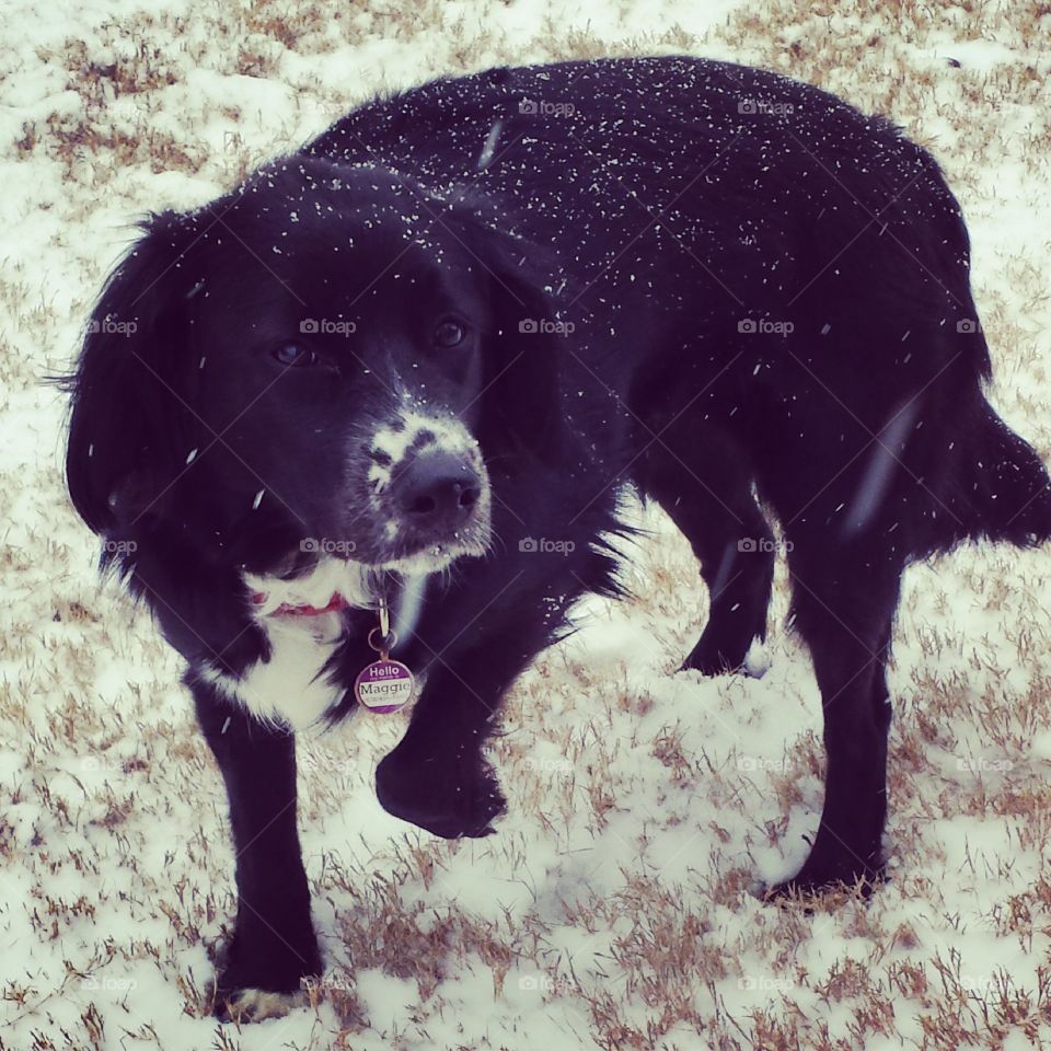 first snow. maggie is a southern belle. this was her first experience with snow.