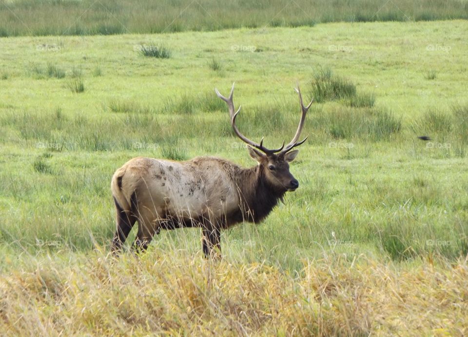 Elk