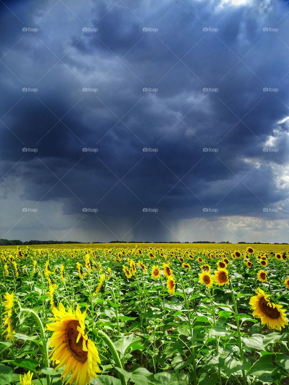 Sunflower and Storm