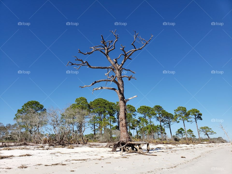 old tree and roots on Florida gulf coast