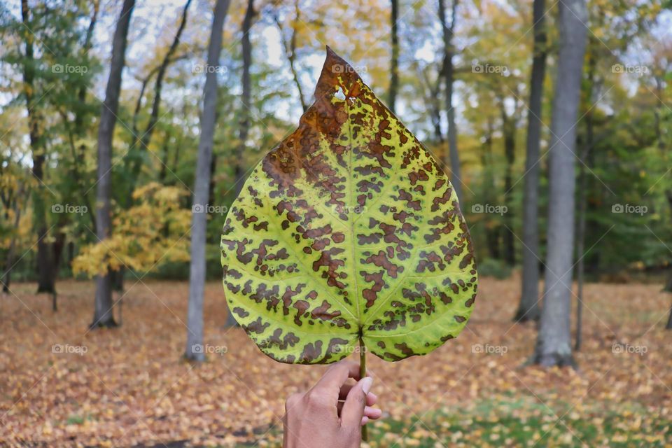 Leaf in woods