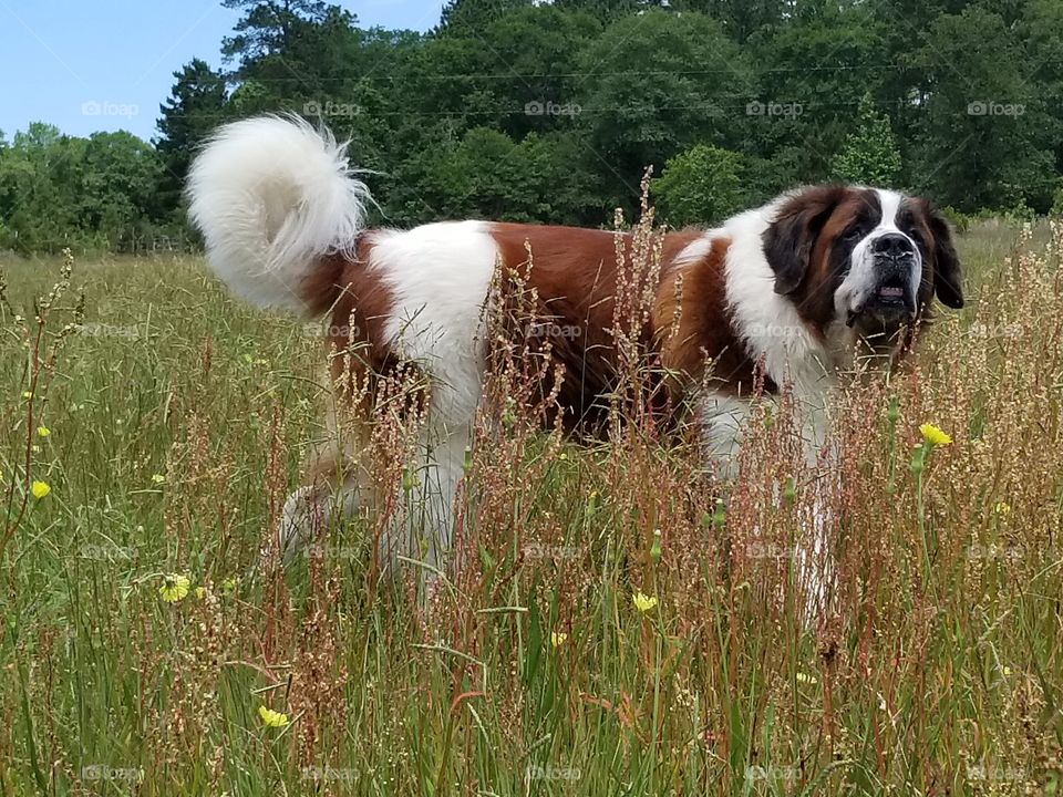 st. bernard