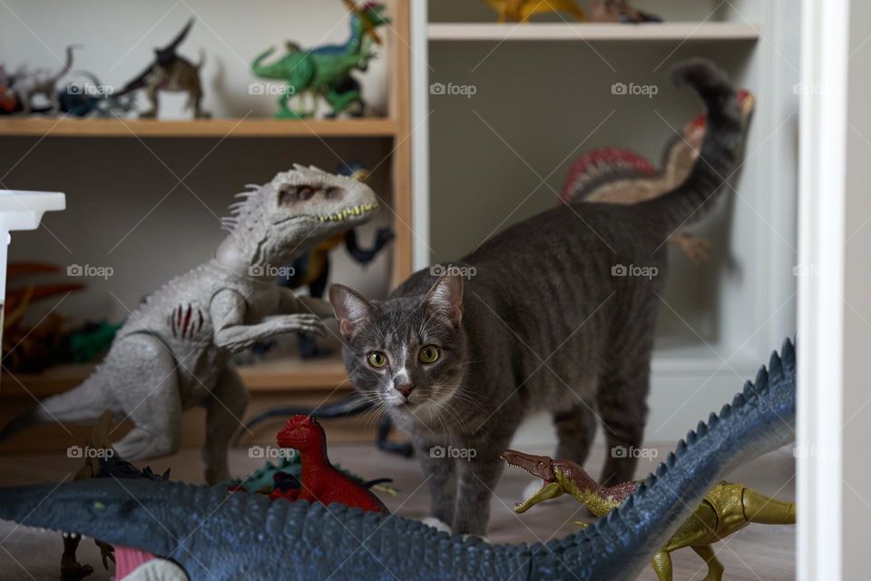 A cat in a kid’s room