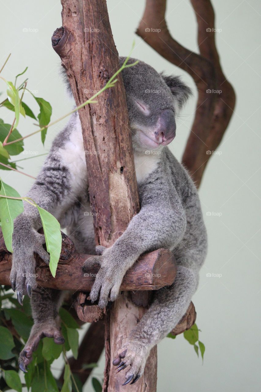 Koala sleeping in tree