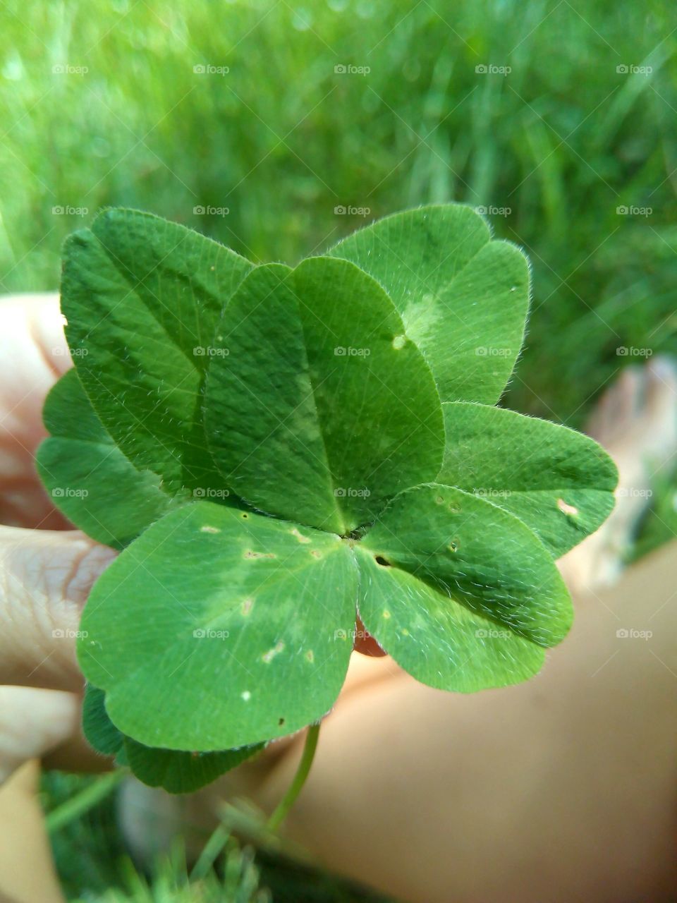 Leaf, Flora, Nature, Clover, Growth