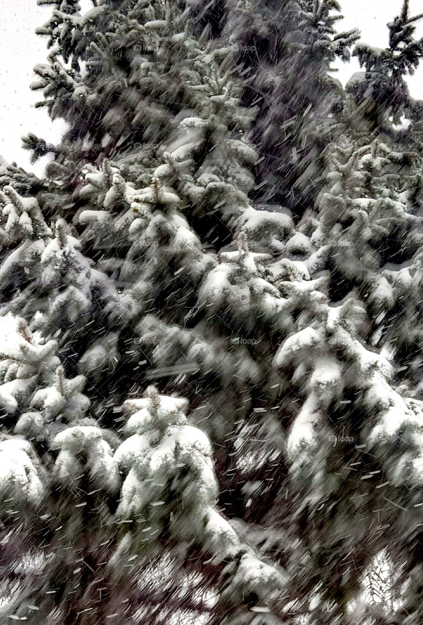 Winter, Frost, Snow, Cold, Tree