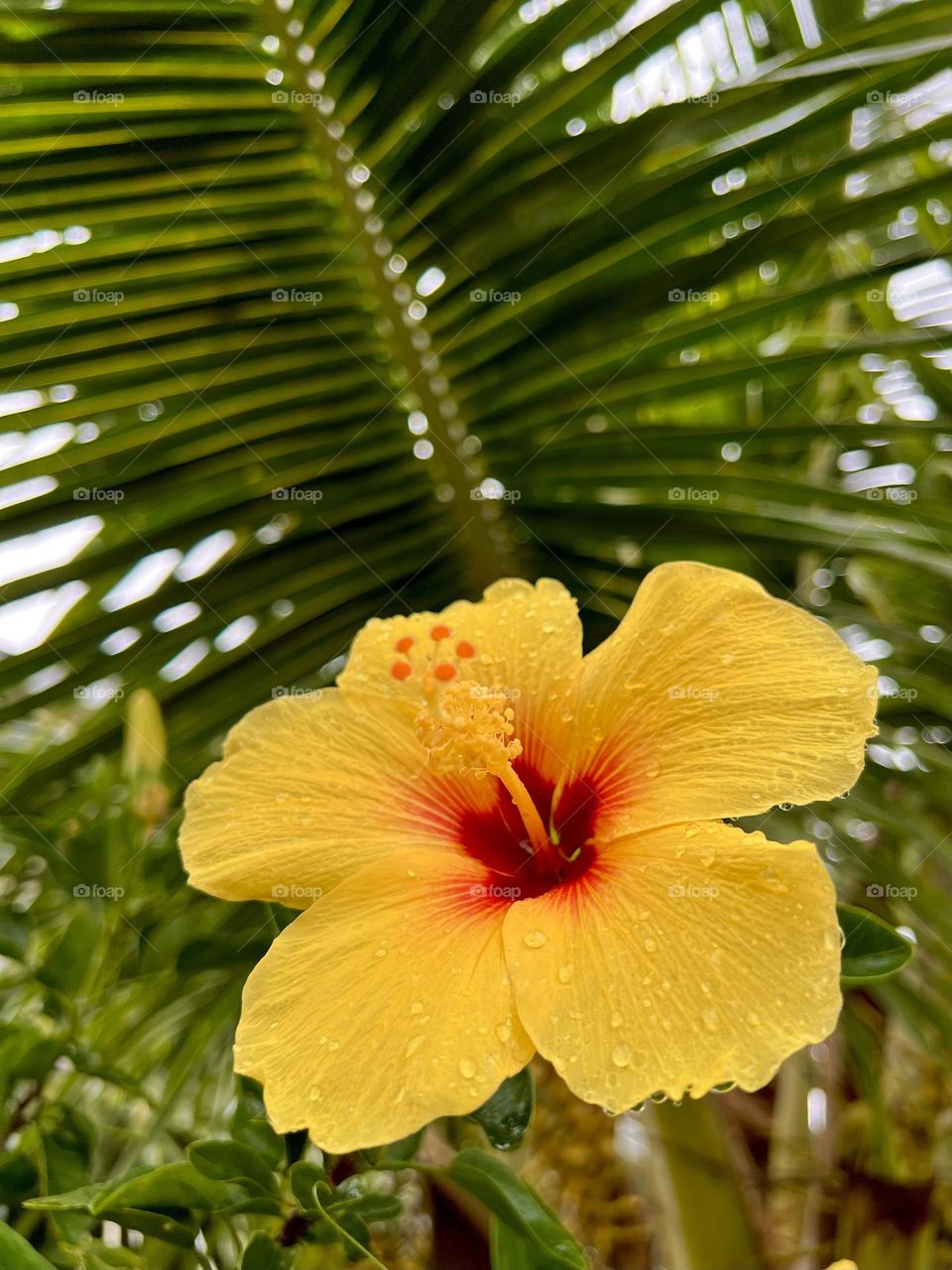 Pretty hibiscus flower after the rain