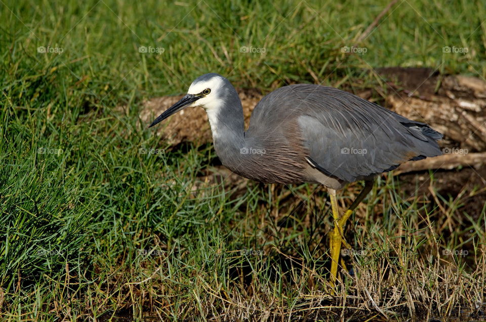 White faced heron