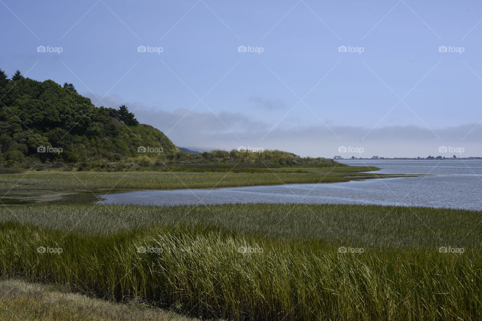 Grass on the edge of a marsh