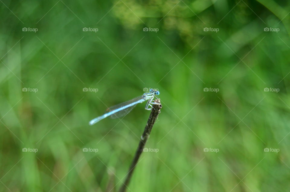 dragonfly