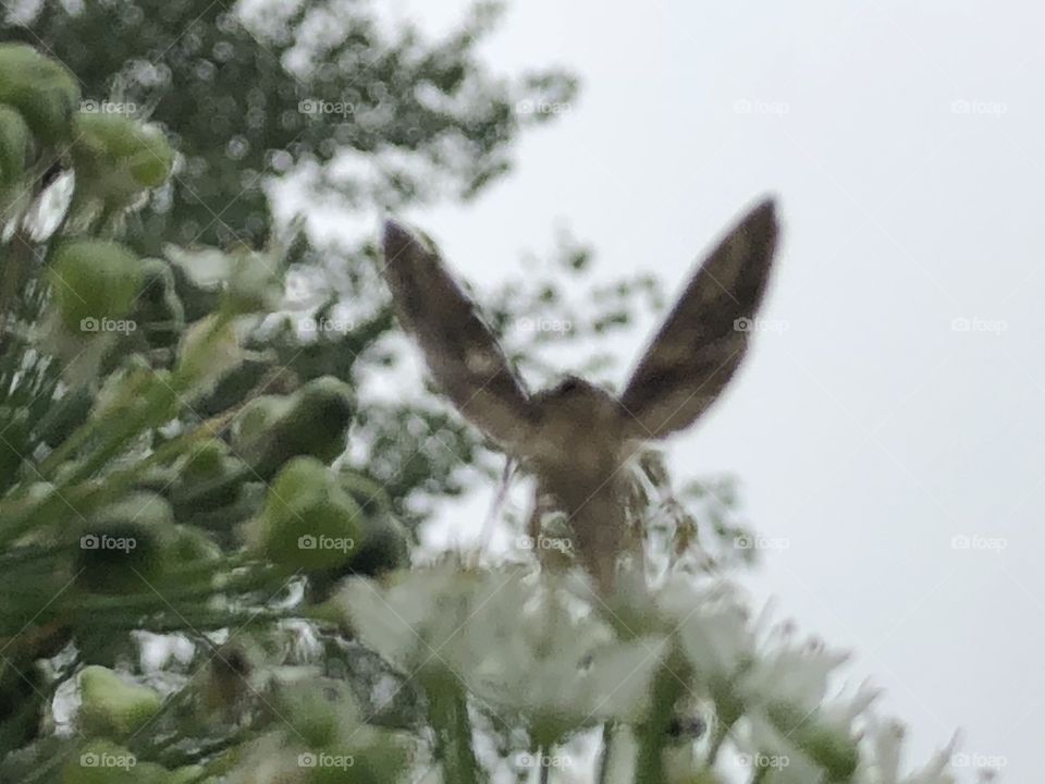 Moth in flowers