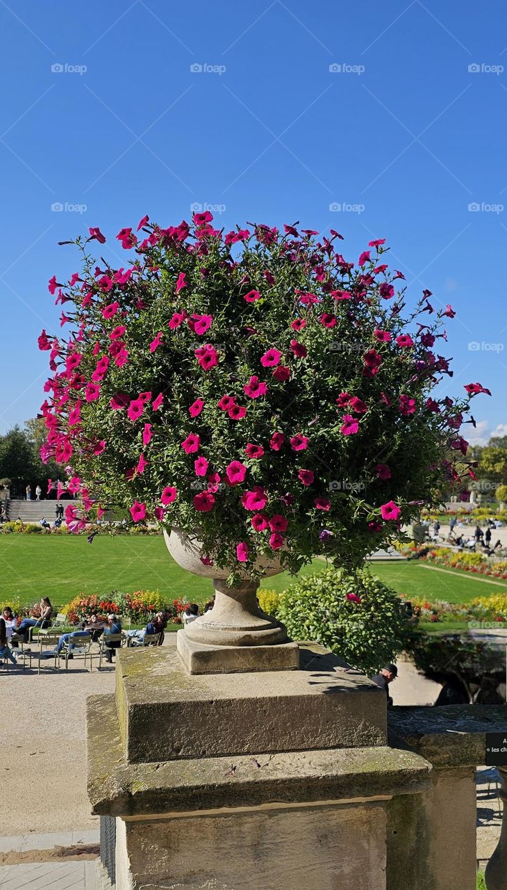 géraniums au jardin du Luxembourg